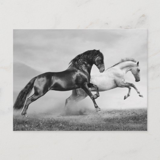 Paarden rennen briefkaart (Voorkant)