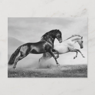 Paarden rennen briefkaart
