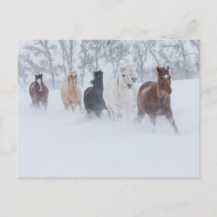 Paarden rennen door de sneeuw briefkaart