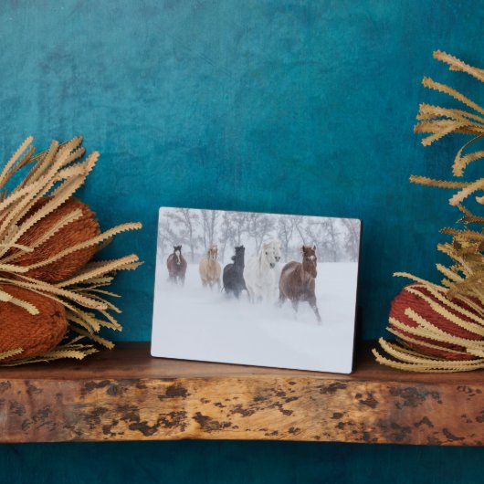 Paarden rennen door de sneeuw fotoplaat (Zijkant)