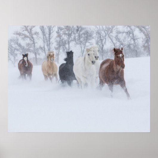 Paarden rennen door de sneeuw poster (Voorkant)