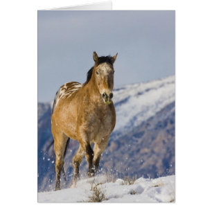 Paarden rennen in de sneeuw