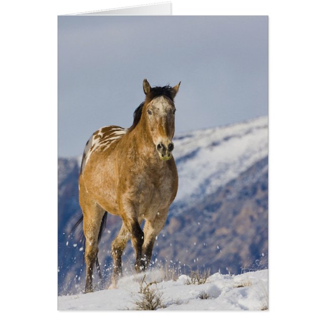 Paarden rennen in de sneeuw (Voorkant)