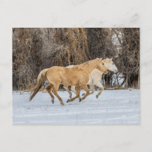 Paarden rennen in de sneeuw briefkaart
