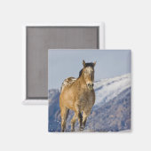 Paarden rennen in de sneeuw magneet (Voorkant / Achterkant)