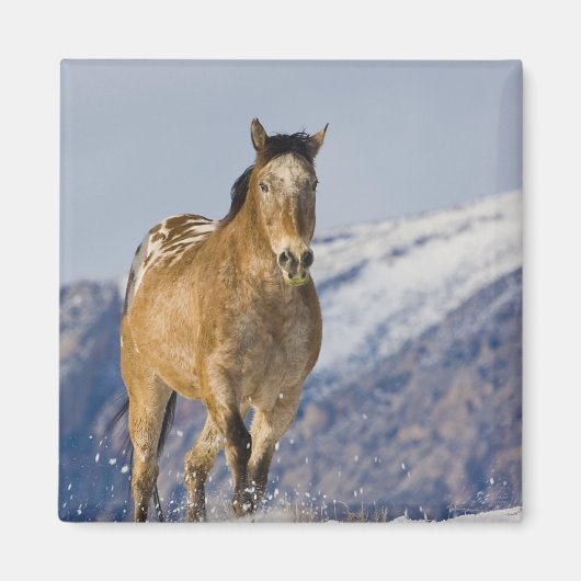 Paarden rennen in de sneeuw magneet (Voorkant)