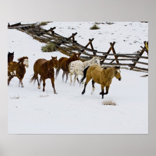 Paarden rennen in de sneeuw poster (Voorkant)
