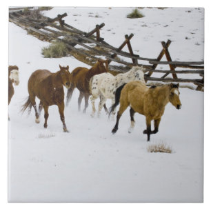 Paarden rennen in de sneeuw tegeltje