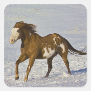 Paarden rennen in de sneeuw vierkante sticker