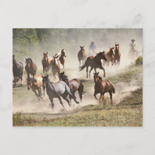 Paarden rennen tijdens round-up, Montana Briefkaart