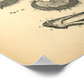 Paarden Reproductive Anatomy 1908  Print (Hoek)