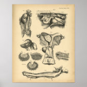 Paarden Reproductive Anatomy 1908  Print (Voorkant)