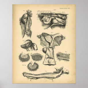 Paarden Reproductive Anatomy 1908  Print