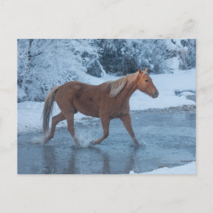 Paarden rijden in de winter op Hideout Ranc Briefkaart