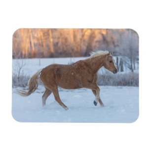 Paarden rijden in de winter op Hideout Ranch Magneet