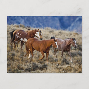 Paarden Roaming the Hills Briefkaart