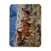 Paarden Roaming the Hills Magneet (Verticaal)