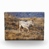 Paarden Roaming the Schilderachtig Hills of the Bi Fotoblokken (Voorkant)