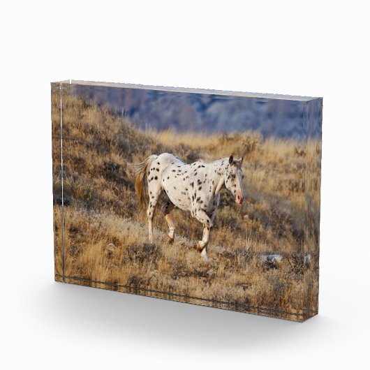 Paarden Roaming the Schilderachtig Hills of the Bi Fotoblokken (Rechts)