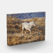 Paarden Roaming the Schilderachtig Hills of the Bi Fotoblokken (Links)