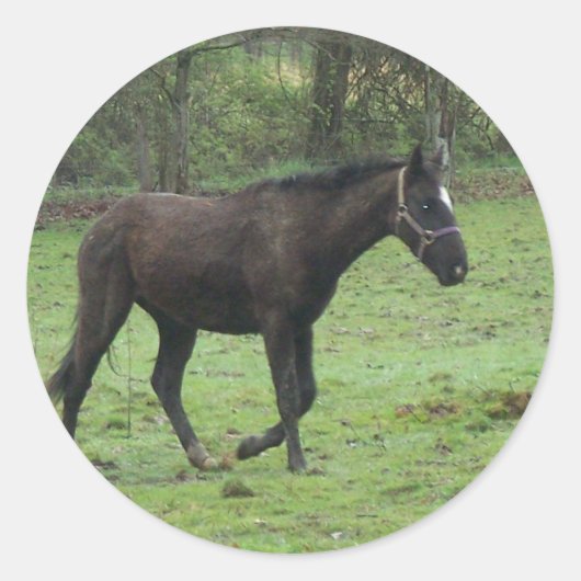 Paarden! Ronde Sticker (Voorkant)
