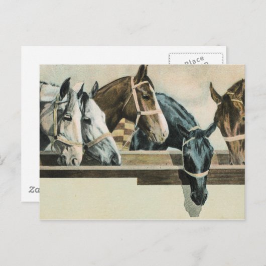 Paarden samen briefkaart (Voorkant / Achterkant)