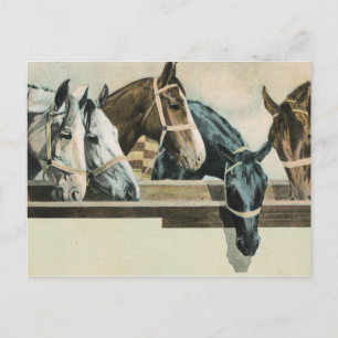 Paarden samen briefkaart