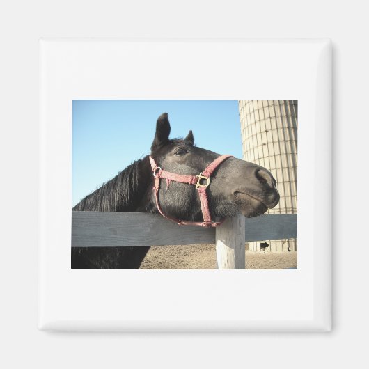 Paarden/schaal/schuur Magneet (Voorkant)