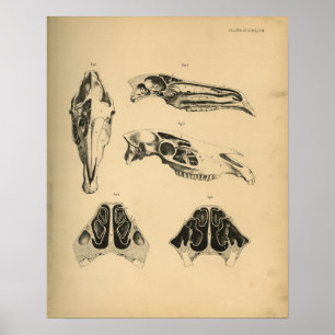 Paarden schedel anatomie 1908 Vintage afdruk Poster