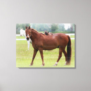 Paarden/schroot van Canvas Afdruk