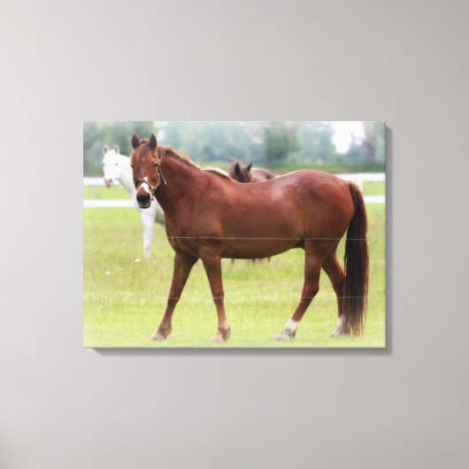 Paarden/schroot van Canvas Afdruk (Voorkant)