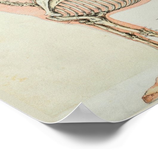 Paarden Skeleton  Anatomie Print (Hoek)