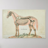 Paarden Skeleton  Anatomie Print (Voorkant)