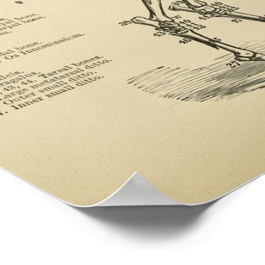 Paarden Skeleton Anatomie  Veterinary Print (Hoek)