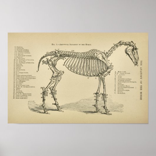 Paarden Skeleton Anatomie  Veterinary Print (Voorkant)