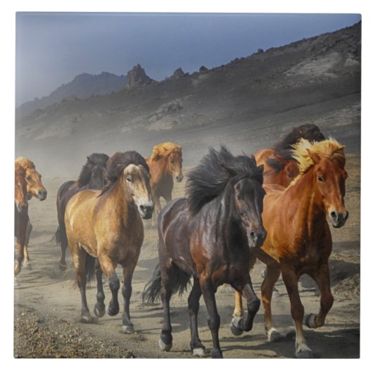 paarden spoor tegel tegeltje (Voorkant)