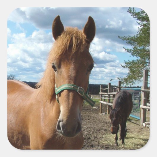 Paarden stickers (Voorkant)