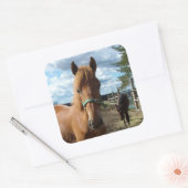 Paarden stickers (Envelop)
