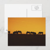 Paarden Sunset Silhouettes Briefkaart (Voorkant / Achterkant)