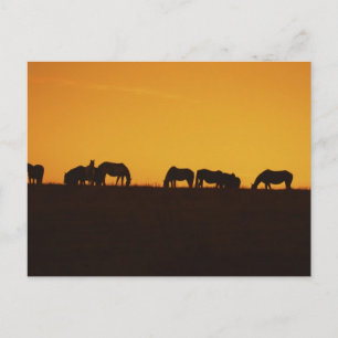 Paarden Sunset Silhouettes Briefkaart