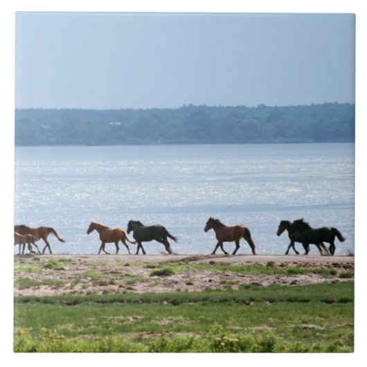 Paarden Tegeltje (Voorkant)