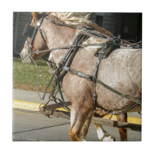  paarden tegeltje