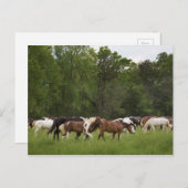 paarden, Tennessee Briefkaart (Voorkant / Achterkant)