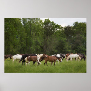 paarden, Tennessee Poster