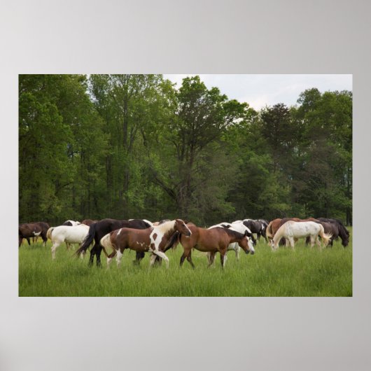 paarden, Tennessee Poster (Voorkant)