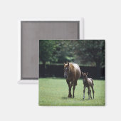 Paarden - Thoroughbred, Mare and Foal Magneet (Voorkant / Achterkant)