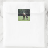 Paarden - Thoroughbred, Mare and Foal Vierkante Sticker (Tas)