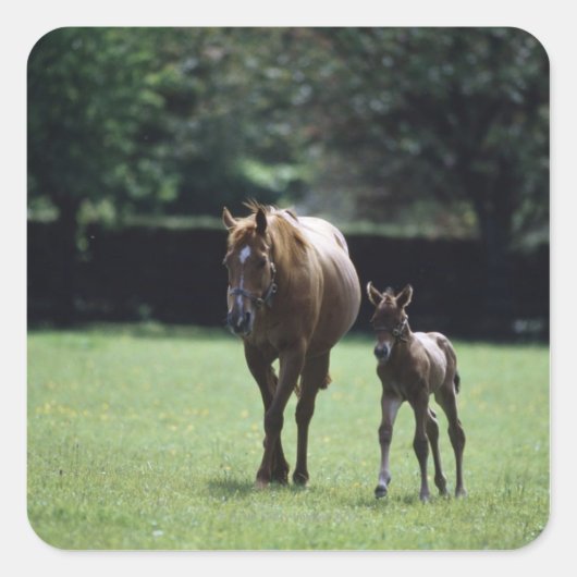 Paarden - Thoroughbred, Mare and Foal Vierkante Sticker (Voorkant)