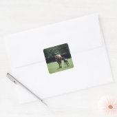 Paarden - Thoroughbred, Mare and Foal Vierkante Sticker (Envelop)
