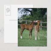 Paarden - Thoroughbreds, Foals, Briefkaart (Voorkant / Achterkant)
